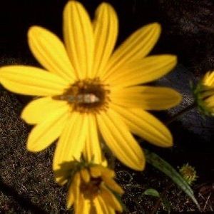 Meet your Posher, Laurie